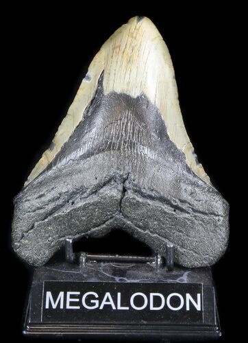 Huge, Megalodon Tooth - North Carolina #36258